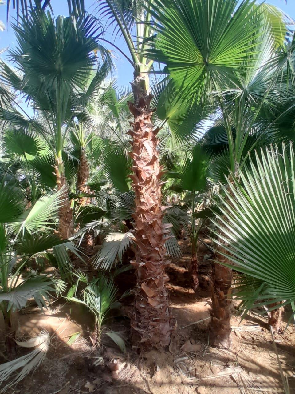 نخيل المملكة