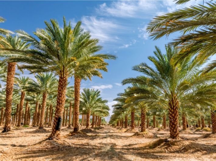 مشروع زراعة النخيل